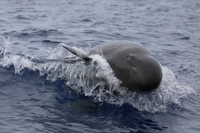 Big Island: Pelagic Whale Watch Tour - Comfort, Safety, and the Reality of the Sea