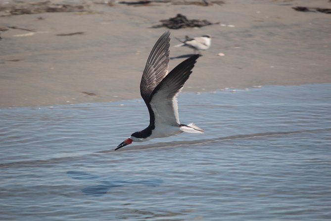 Birding By Boat on the Osprey - Key takeaways before you go