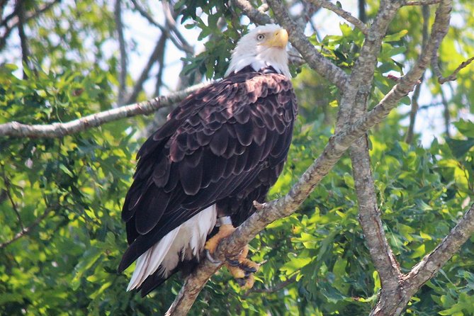 Birding By Boat on the Osprey - The 2-hour pontoon plan: what you do during the ride