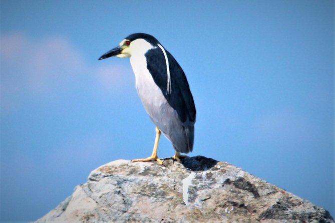 Birding By Boat on the Osprey - What you can realistically spot: ospreys, herons, eagles, and shorebirds