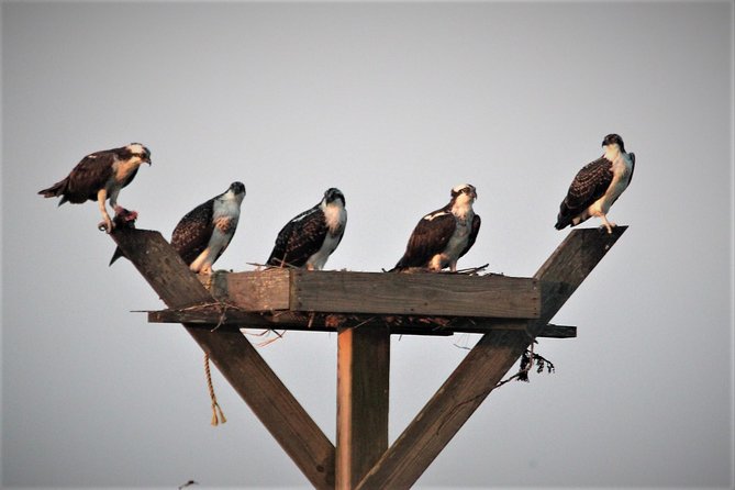 Birding By Boat on the Osprey - Timing details: April to October, plus longer weekend cruises