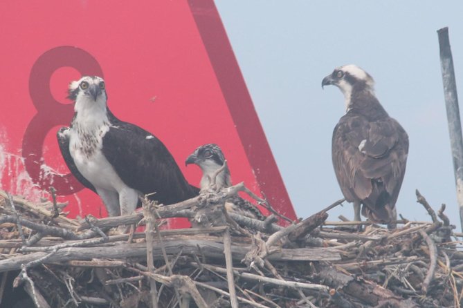 Birding By Boat on the Osprey - How the guide team finds birds (and makes you better fast)