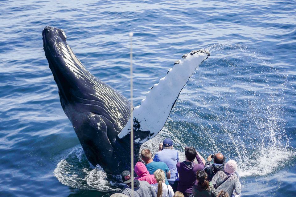 Boston: City Cruises Whale Watching Cruise - Key highlights that matter on the water