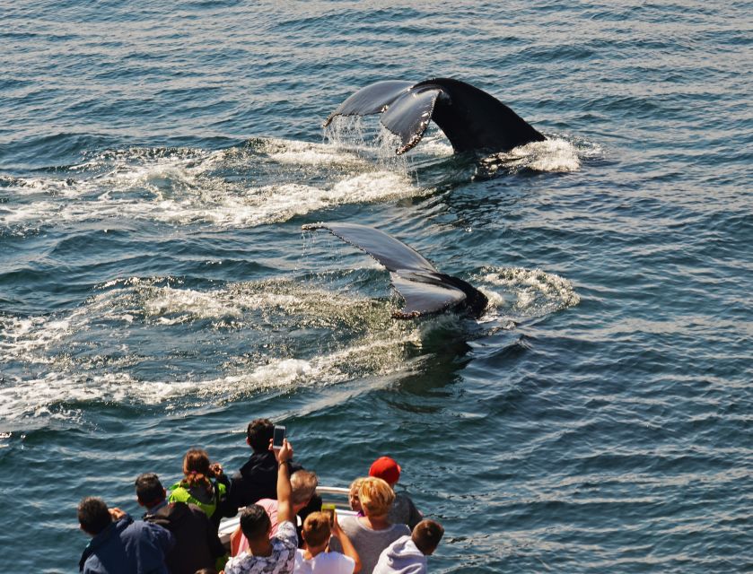 Boston: City Cruises Whale Watching Cruise - Itinerary flow: what to do during each stage