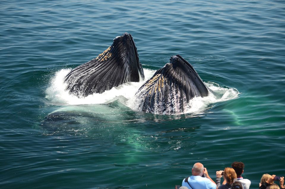 Boston: City Cruises Whale Watching Cruise - Stellwagen Bank National Marine Sanctuary: where the action happens
