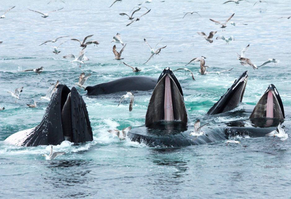 Boston: City Cruises Whale Watching Cruise - What you might spot: humpbacks, fin whales, minkes, and white-sided dolphins