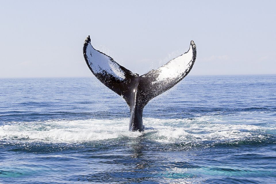 Boston: City Cruises Whale Watching Cruise - New England Aquarium Naturalists: why the narration changes the whole cruise