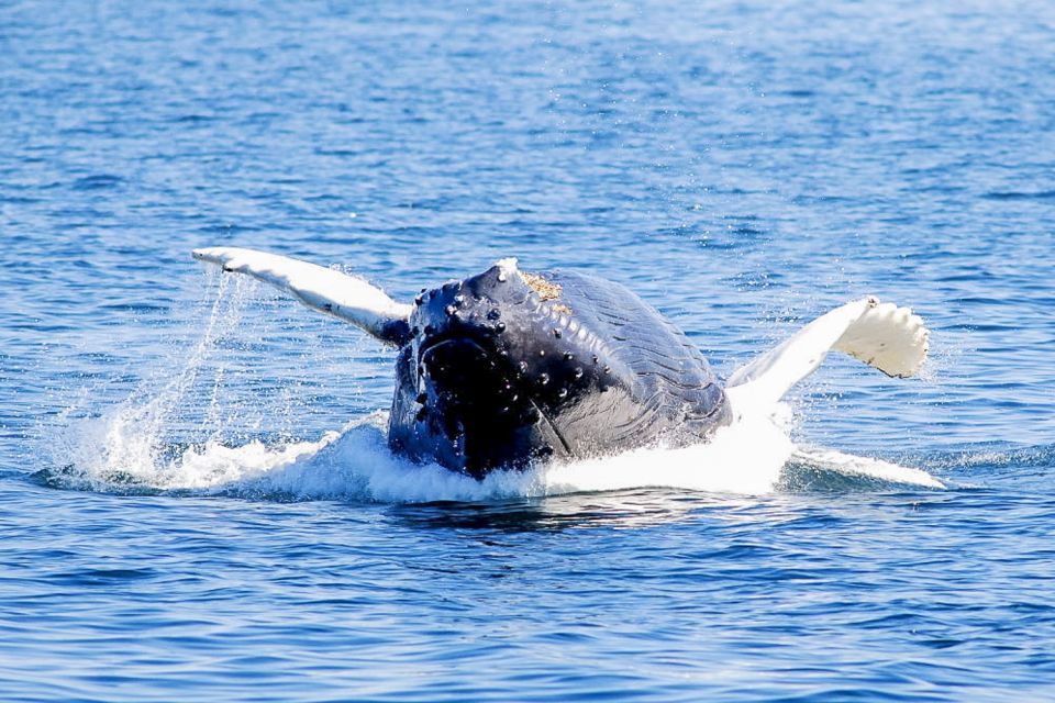Boston: City Cruises Whale Watching Cruise - Weather and motion-sickness: the reality check you should not skip