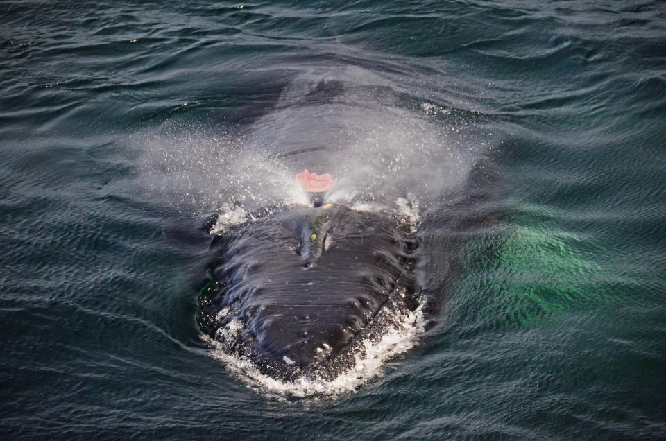 Boston: City Cruises Whale Watching Cruise - Food, snacks, and the $85 value question