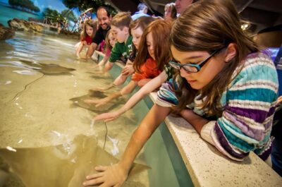 Boston: New England Aquarium Entry + Optional Simons Theatre - Level 1 Penguins and the Conservation Thread That Makes It Mean More