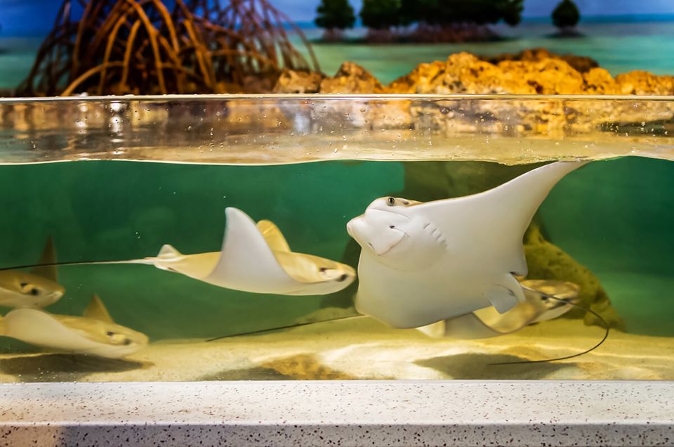 Boston: New England Aquarium Entry + Optional Simons Theatre - Atlantic Harbor Seals and Marine Mammal Center Sea Lions