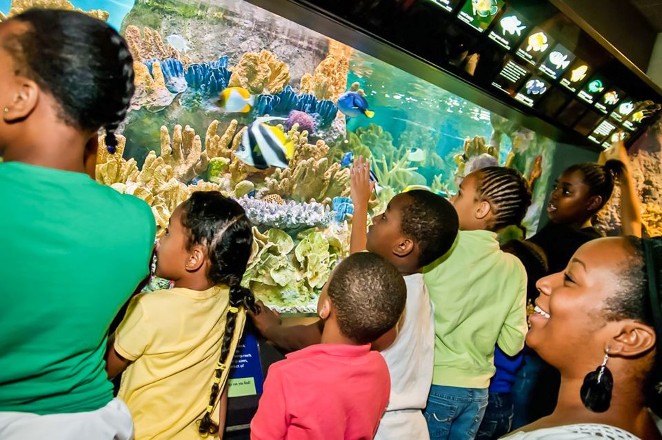 Boston: New England Aquarium Skip-the-Line Entry Ticket - Amazon Rainforest: piranhas and anacondas