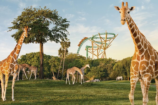 Busch Gardens Tampa Bay Admission Ticket - Key Points to Know Before You Go