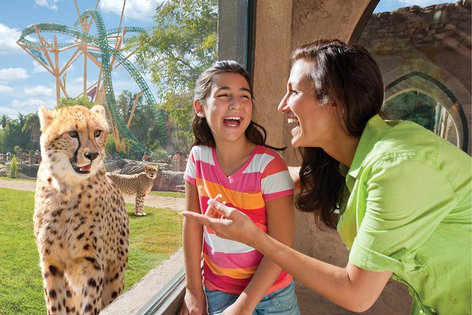 Busch Gardens Tampa Bay Admission Ticket - Family Strategy: How to Mix Rides, Animals, and Downtime