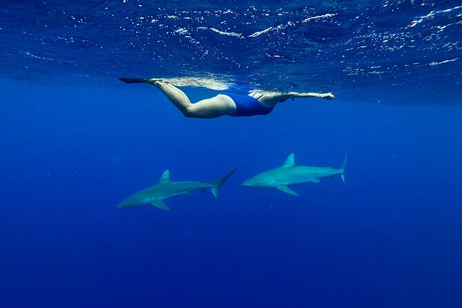 Cage-Free Shark Swim from Oahu - Stop 1: North Shore water time—what the swim is actually like