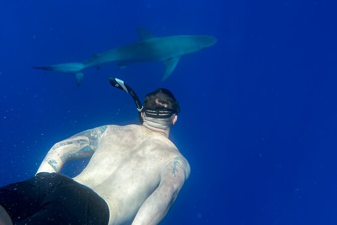 Cage-Free Shark Swim from Oahu - Safety system that makes cage-free feel controlled