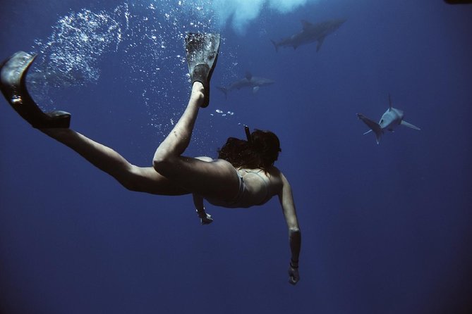 Cage-Free Shark Swim from Oahu - Gear and what you’ll need to bring (and what you won’t)