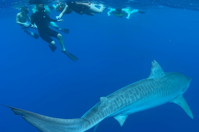 Cage-Free Shark Swim from Oahu - Price and value: is $135 actually fair?