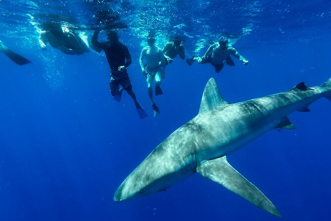 Cage-Free Shark Swim from Oahu - Haleiwa meeting point: easy start, no hotel shuffle