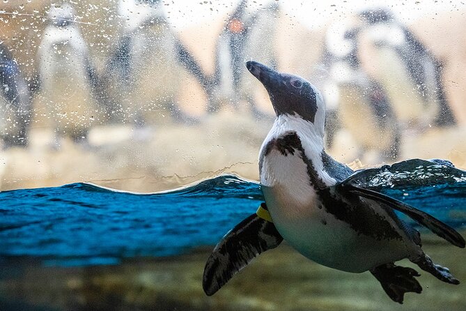 California Academy of Sciences General Admission Ticket - Stop 1: The Academy galleries, penguins, and hands-on learning