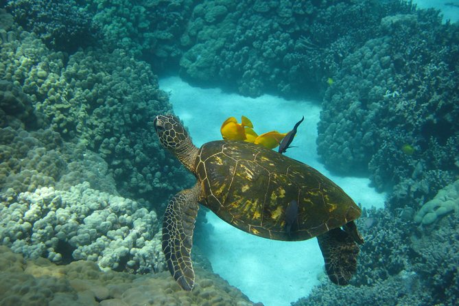 Captain Cook Snorkel Tour with Sea Caves and Lava Tubes - Price and value: $89 for snorkeling plus caves, tubes, and narration