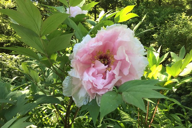Central Park Guided Walking Tour - The Ramble and quieter corners: why small details matter
