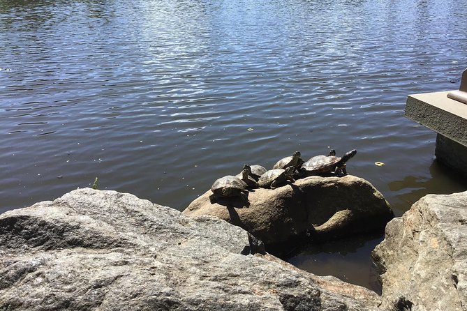 Central Park Guided Walking Tour - Central Park isn’t just trees: architecture, geology, and NYC edges