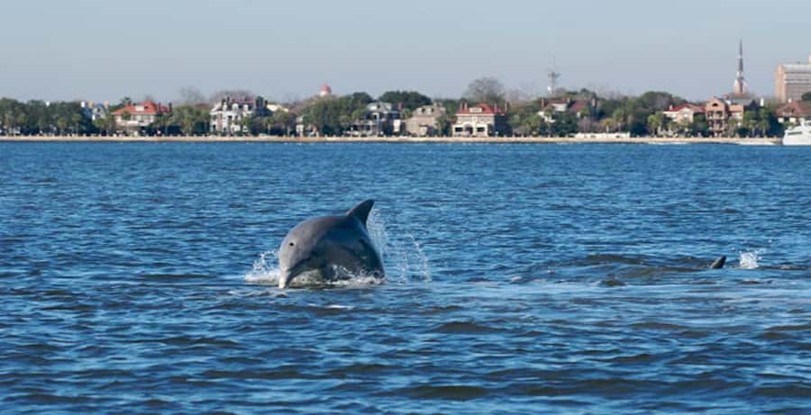 Charleston: Daytime or Sunset Historic Harbor Cruise - Charleston Maritime Center to The Battery: Where You Get Your Bearings