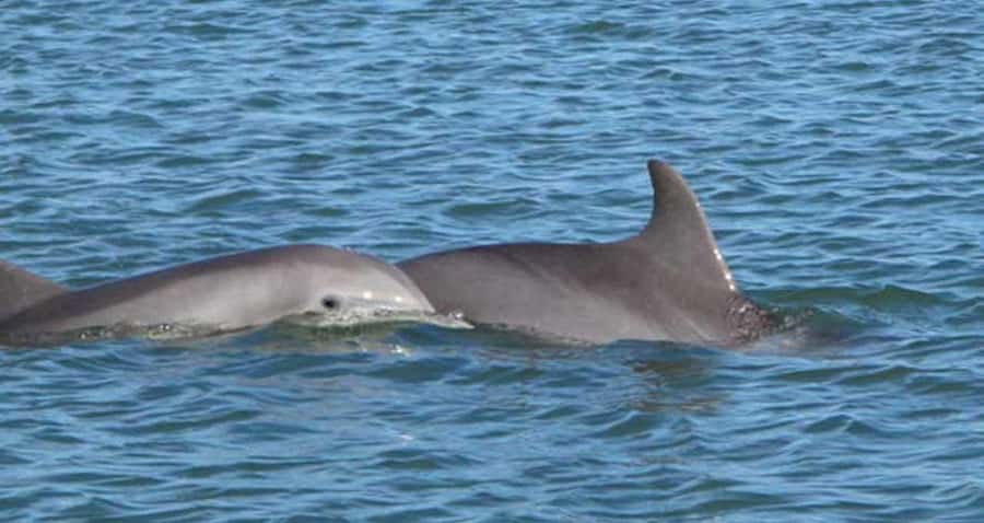 Charleston: Daytime or Sunset Historic Harbor Cruise - Dolphins and Pelicans: How to Maximize Wildlife Odds
