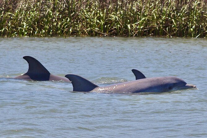 Charleston Eco Boat Cruise with stop at Morris Island Lighthouse - Bowens Island departure: the part you should not rush