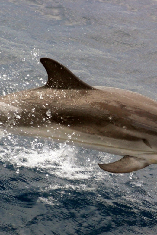 Charleston: Sightseeing Harbor Tour & Dolphin Watch - Where You Board at Patriots Point or Aquarium Wharf (and Why It Matters)
