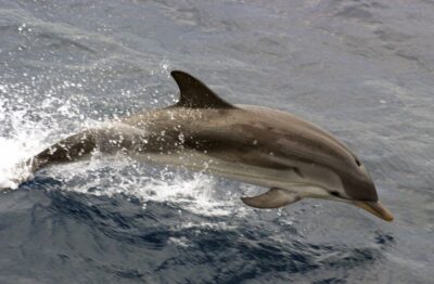 Charleston: Sightseeing Harbor Tour & Dolphin Watch - The First Stretch on Charleston Harbor: Getting Oriented Fast