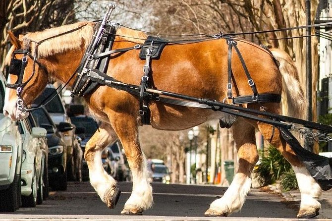 Charleston's Historic Residential Horse and Carriage Tour - Starting at Anson Street: What the First Minutes Feel Like