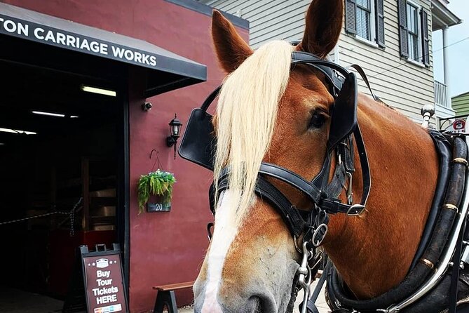 Charleston's Historic Residential Horse and Carriage Tour - Price and Value: Is $50 for This Carriage Tour a Good Deal?