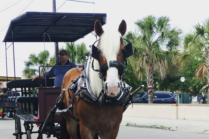 Charleston's Historic Residential Horse and Carriage Tour - Timing Tips: How to Choose Your Departure Like a Local