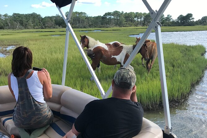 Chincoteague's Up The Bay Pony and Wildlife Tour by Boat - Quick Hit: What Makes This Tour Different