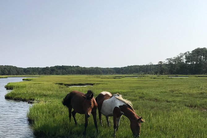 Chincoteague's Up The Bay Pony and Wildlife Tour by Boat - How the Boat Tour Zone Sets You Up for Pony Sightings