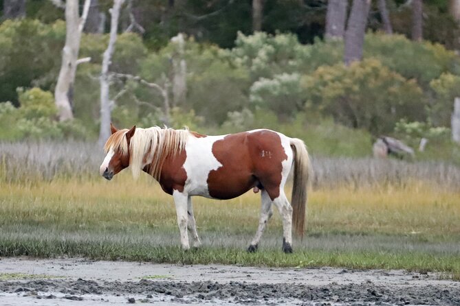 Chincoteague's Up The Bay Pony and Wildlife Tour by Boat - When the Captain Looks Beyond the Bay: Dolphins and Open Water