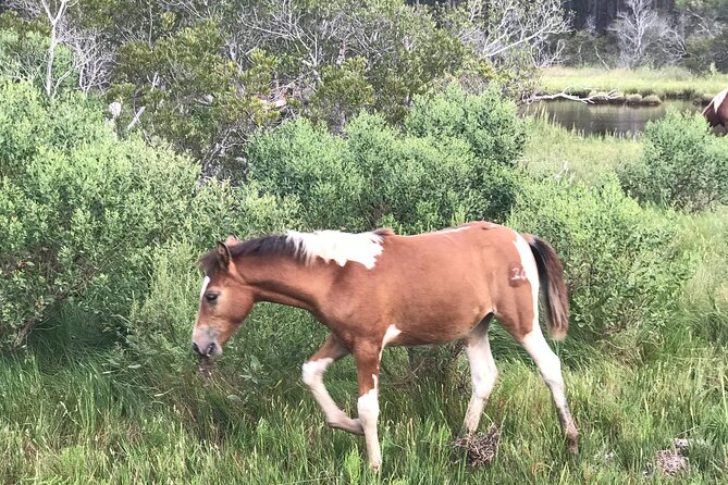 Chincoteague's Up The Bay Pony and Wildlife Tour by Boat - History Notes Without Turning It Into a Lecture