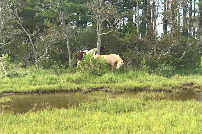 Chincoteague's Up The Bay Pony and Wildlife Tour by Boat - Sunrise vs Sunset: How Timing Changes Your Chances