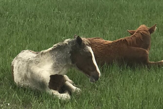 Chincoteague's Up The Bay Pony and Wildlife Tour by Boat - Getting the Best Views: Small Boat Comfort and What to Expect