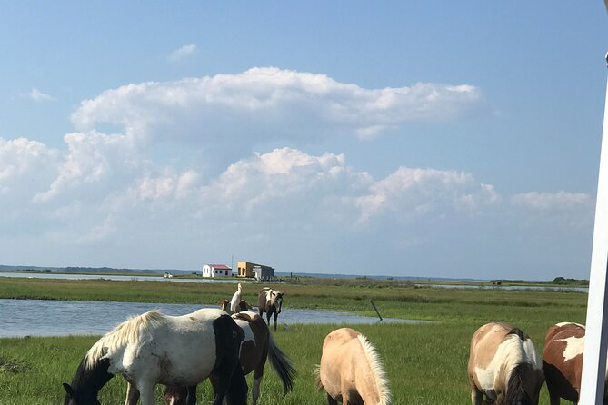 Chincoteague's Up The Bay Pony and Wildlife Tour by Boat - Assateague Island Waters: Your Pony and Bird Scanning Loop