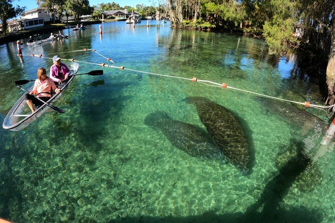 Clear Kayak Manatee Ecotour of Crystal River - Key things I’d look for before booking