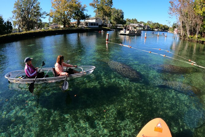 Clear Kayak Manatee Ecotour of Crystal River - The 2-Hour Paddle on Crystal River: What to Expect on the Water