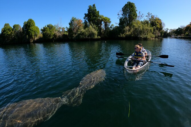 Clear Kayak Manatee Ecotour of Crystal River - Wildlife Odds: Manatees, Dolphins, Turtles, and What Changes Day to Day
