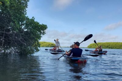 Clear Kayak Tour of Shell Key Preserve and Tampa Bay Area - Paddling Route Toward Shell Key: Mangroves, Shallows, and a Tide Twist