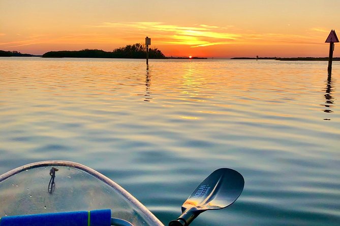 Clear Kayak Tour of Shell Key Preserve and Tampa Bay Area - What the Clear Hull Reveals (and When It Doesn’t)