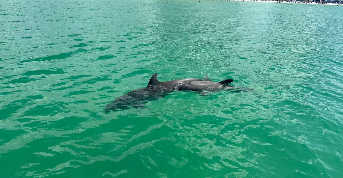 Clearwater Beach: Dolphin & Island Sandbar Cruise - The dolphin hunt: what the crew does to help you see them