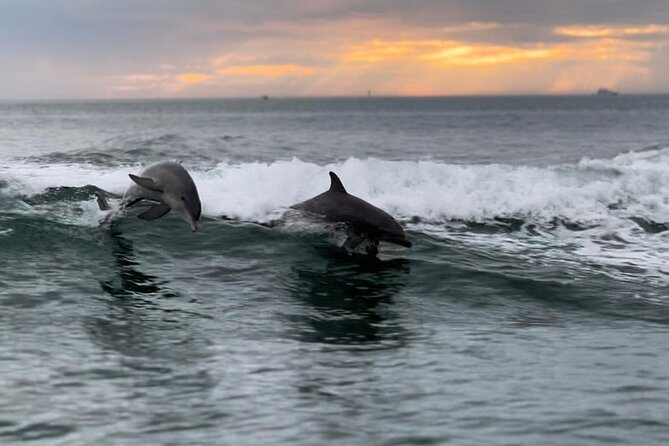 Clearwater Encounters with Dolphins Tour - Quick hits you can use