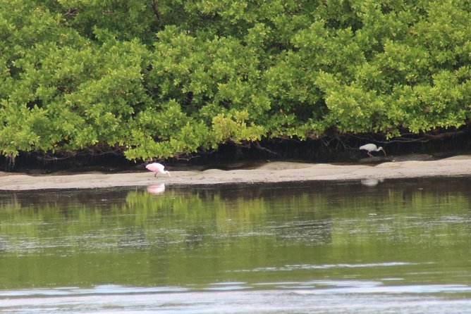 Clearwater Encounters with Dolphins Tour - Stop at Compass Island: shell hunting, swimming, and tides